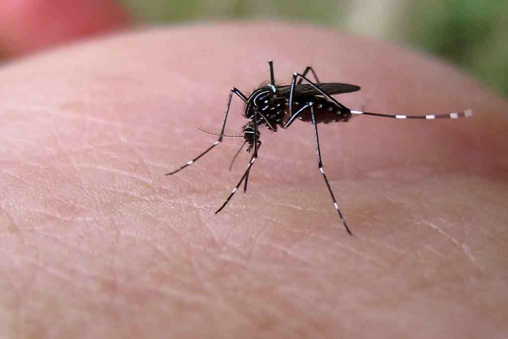flee-tick-mosquito-control-service-grand-rapids-mi-alternative-lawncare